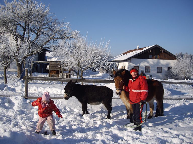 Winter_Koppel_Pferd_Esel