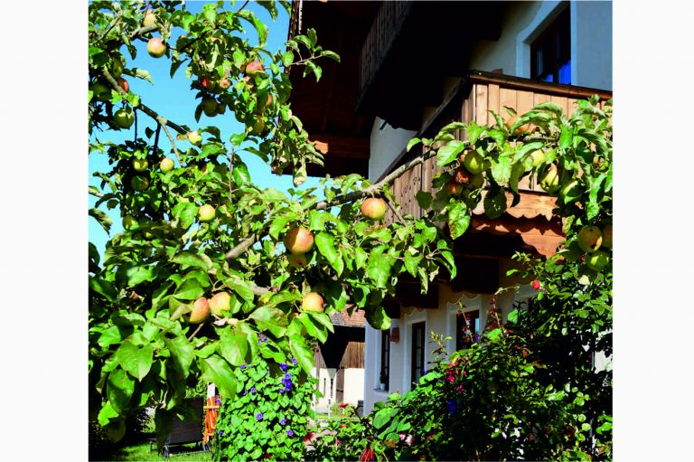 Apfelbaum vorm Haus